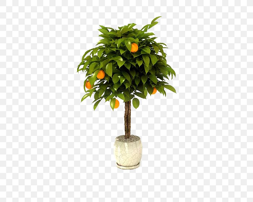 Bonsai Tree Citrus × Sinensis Lemon Garden, PNG, 468x654px, Bonsai, Citrus, Citrus Sinensis, Flowerpot, Fruit Download Free