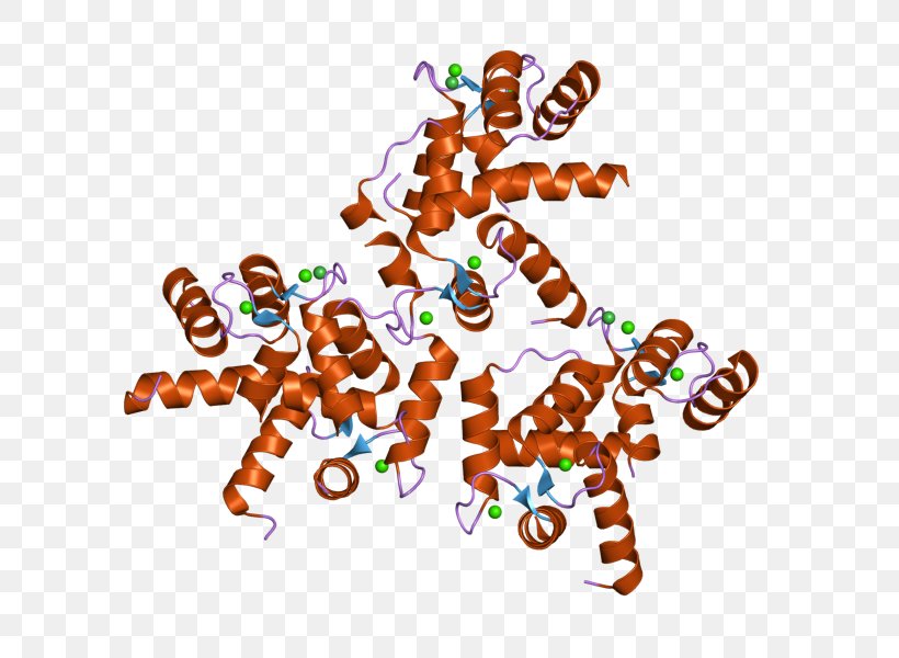 Cav1.3 Cav1.2 CALM3 Calmodulin 1 L-type Calcium Channel, PNG, 800x600px, Ltype Calcium Channel, Adenylyl Cyclase, Calcium Channel, Calmodulin, Food Download Free