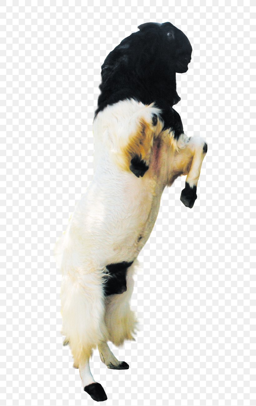 Jamnapari Goat Goat Milk Saanen Goat Boer Goat, PNG, 779x1301px, Jamnapari Goat, Animal Husbandry, Boer Goat, Carnivoran, Dairy Download Free
