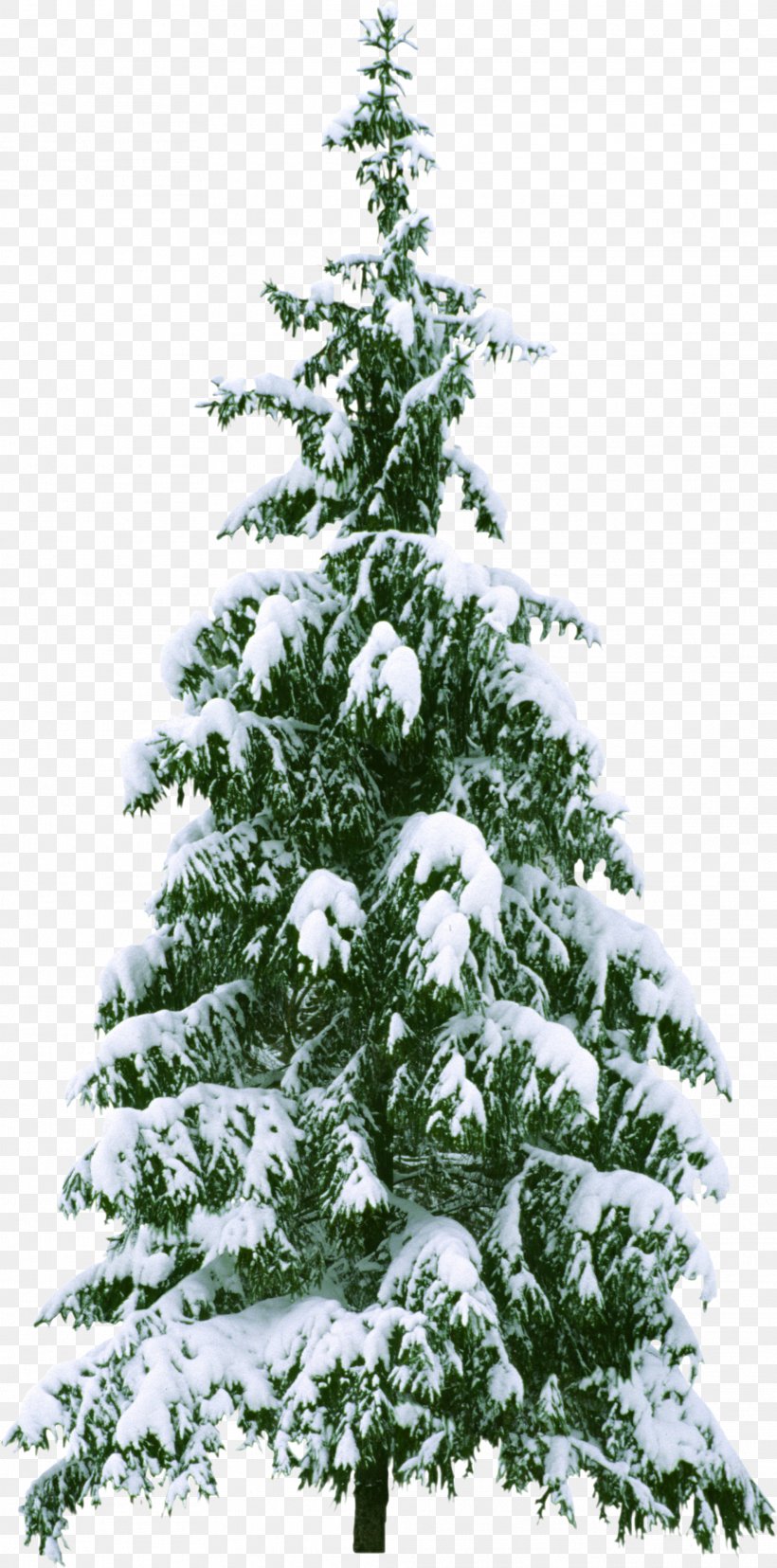 Clip Art Christmas Tree Christmas Day Vector Graphics, PNG, 1972x3982px, Christmas Tree, American Larch, Balsam Fir, Blizzard, Branch Download Free