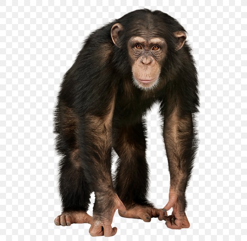 4 Pics 1 Word Chimpanzee La Paradoja Del Chimpance / The Chimp Paradox: El Programa De Gestion Mental Que Te Garantiza El Exito, La Confianza Y La Felicidad Que Deseas Simple First Sounds Noisy Zoo, PNG, 564x800px, 4 Pics 1 Word, And Peanuts For All, Chimpanzee, Common Chimpanzee, Community Center Gmbh Download Free