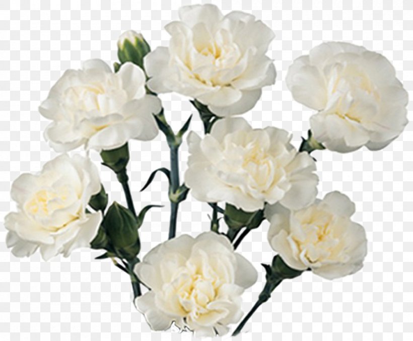 Carnation Cut Flowers Flower Bouquet White, PNG, 1000x826px, Carnation, Artificial Flower, Birth Flower, Branch, Cut Flowers Download Free