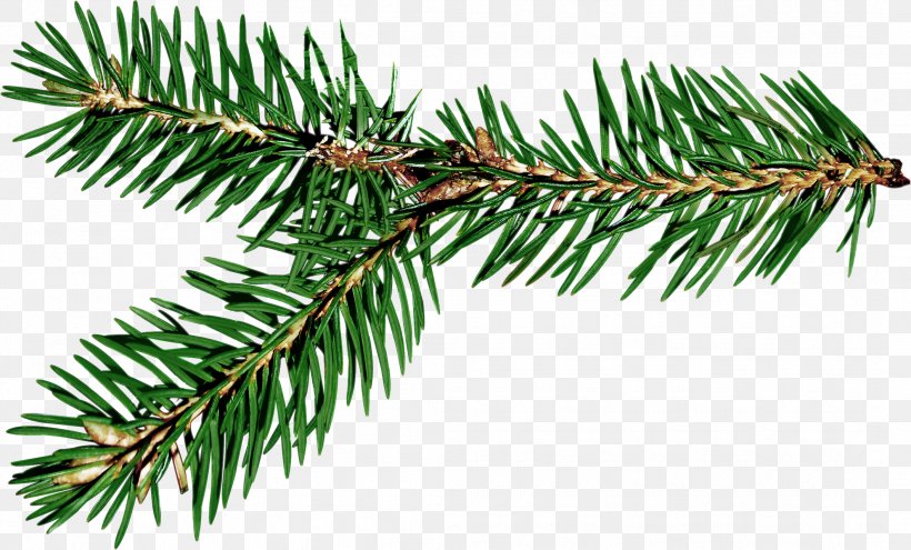Ded Moroz Spruce Branch New Year Gift, PNG, 2116x1279px, Ded Moroz, Biome, Birthday, Branch, Christmas Download Free