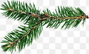 Pine Cone - Ded Moroz Spruce Branch New Year Gift PNG