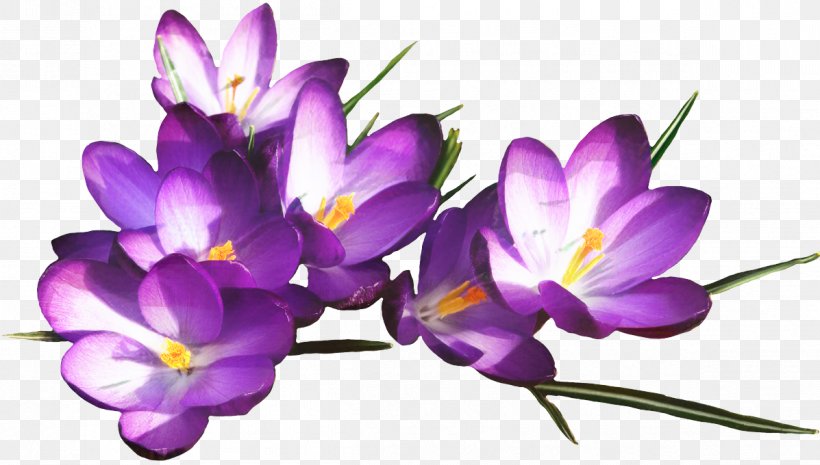 Saffron Flower, PNG, 1197x680px, Presentation, Cretan Crocus, Crocus, Dendrobium, Flower Download Free