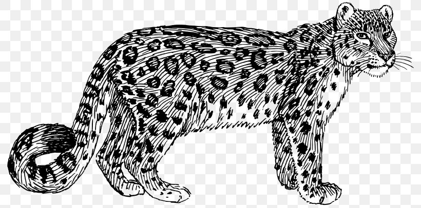 Snow Leopard Color Drawing Clip Art, PNG, 800x406px, Leopard, Animal Figure, Big Cat, Big Cats, Black And White Download Free