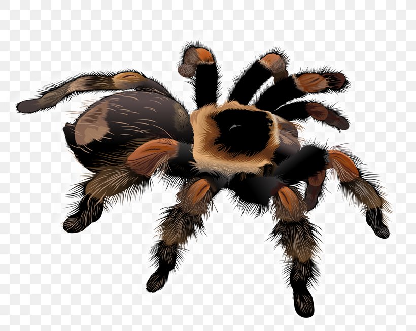 Spider Tarantula Drawing Clip Art, PNG, 800x652px, Spider, Arachnid, Art, Arthropod, Drawing Download Free