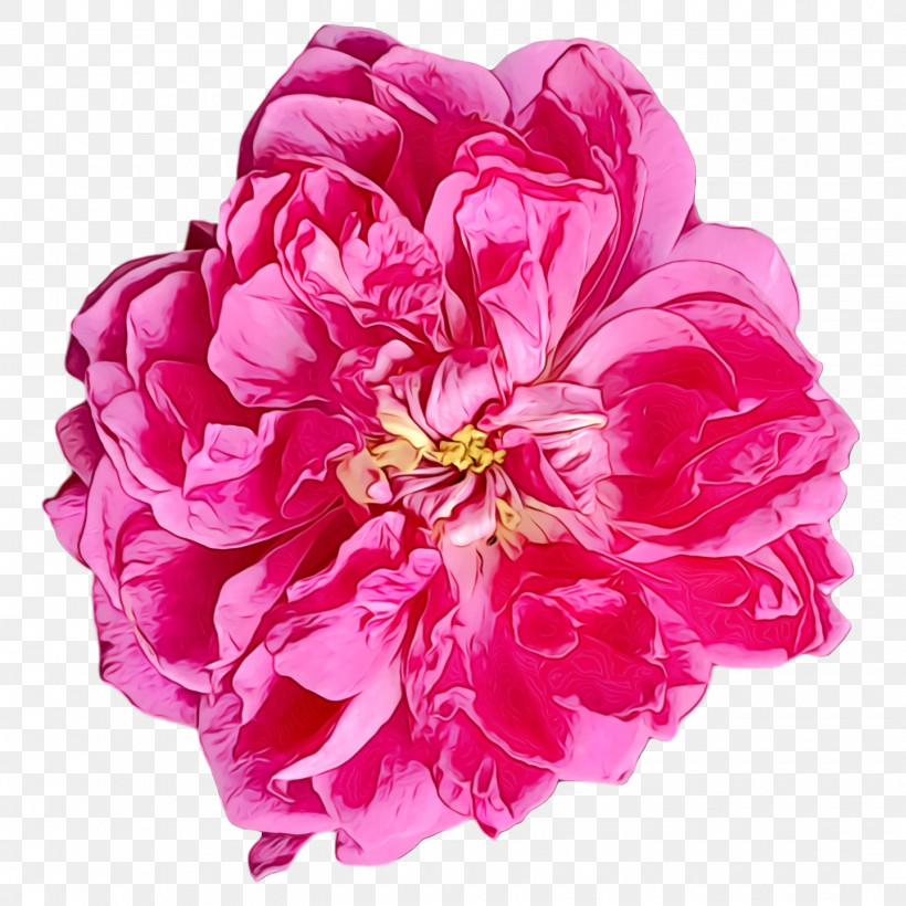 Garden Roses, PNG, 1440x1440px, Watercolor, Cabbage Rose, Chrysanthemum, Color, Cut Flowers Download Free