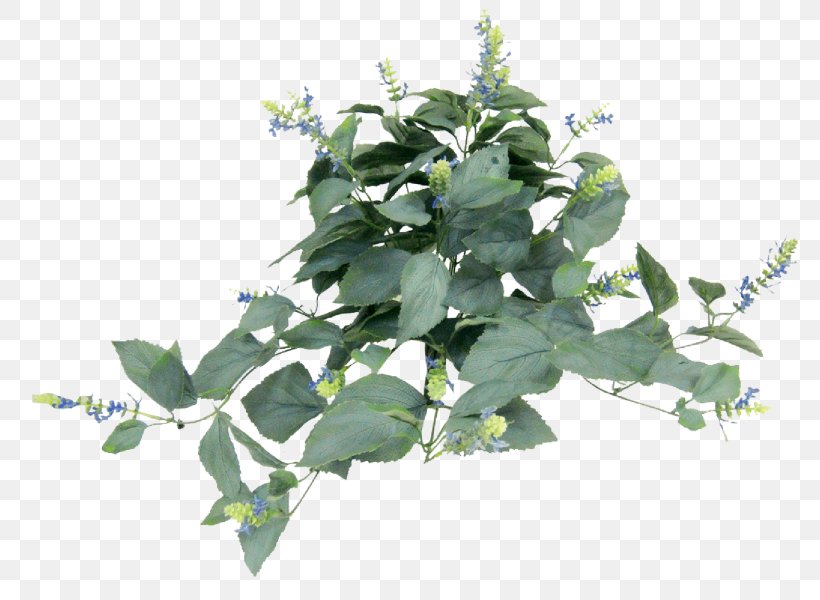 Leaf Herb Tree, PNG, 800x600px, Leaf, Herb, Ivy, Plant, Tree Download Free