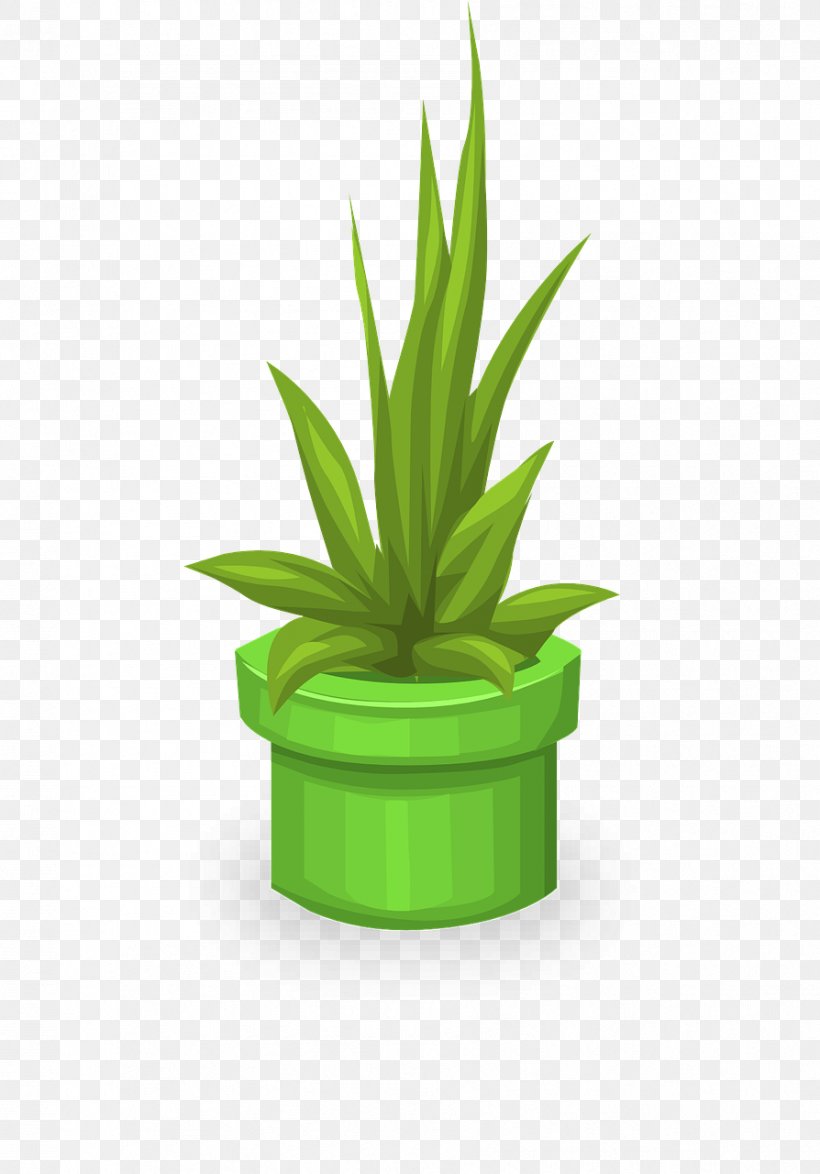 Plant, PNG, 894x1280px, Plant, Agave, Aloe, Bonsai, Cactus Download Free