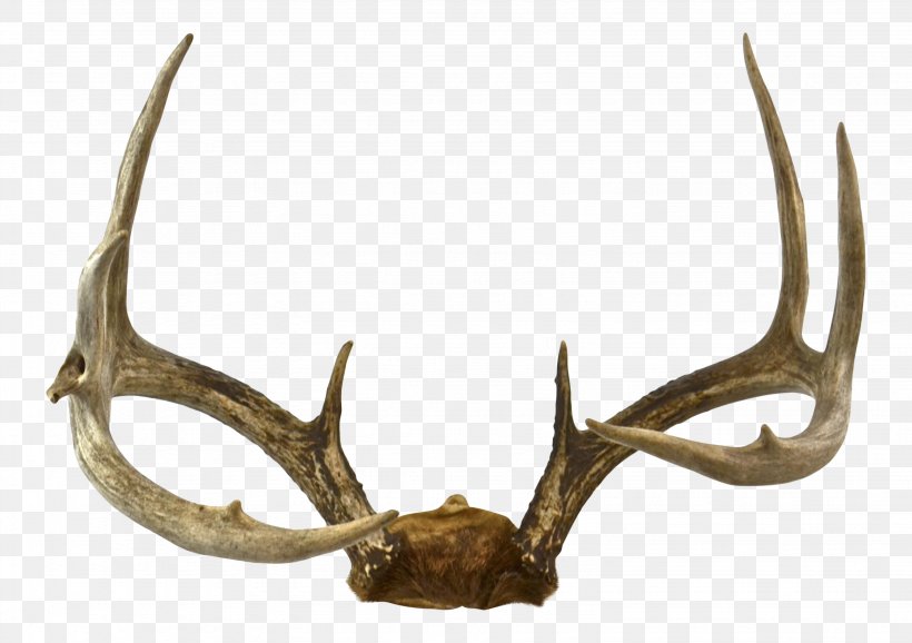 Antler Fallow Deer Elk Trophy Hunting, PNG, 3069x2166px, Antler, Art, Chairish, Deer, Elk Download Free