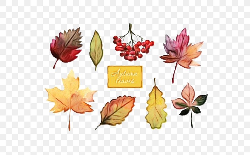 Autumn Leaf Drawing, PNG, 564x510px, Watercolor, Autumn, Autumn Leaf Color, Drawing, Flower Download Free