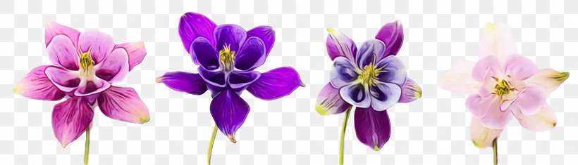 Flower Violet Purple Plant Petal, PNG, 1920x552px, Spring Flower, Columbine, Cut Flowers, Flower, Flowers Download Free