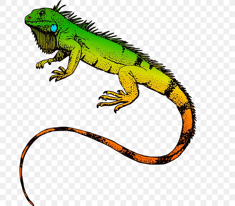Green Iguana T-shirt Reptile Sticker Lizard, PNG, 683x720px, Green Iguana, Agamidae, Amphibian, Animal Figure, Bumper Sticker Download Free