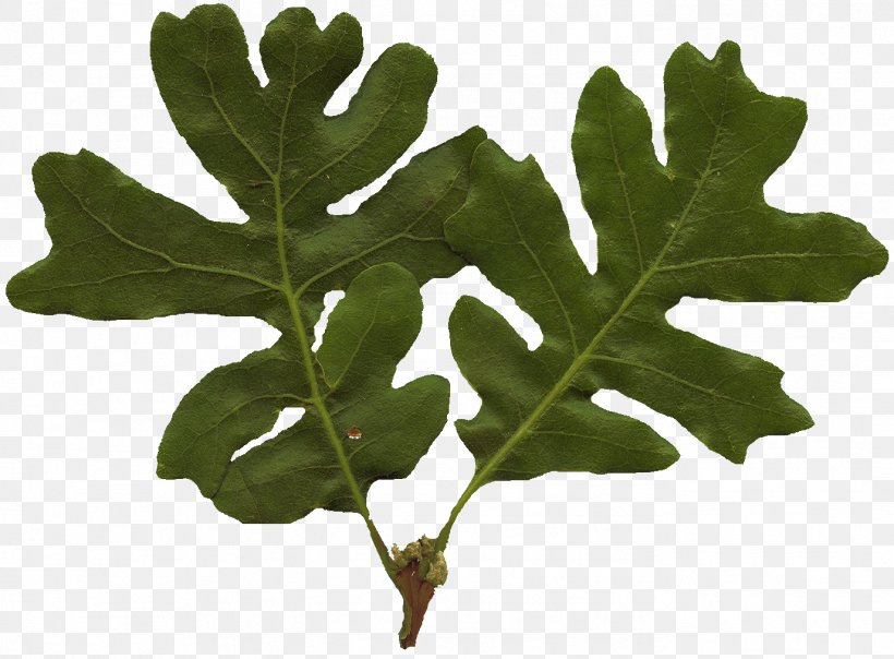 Leaf Tree White Oak Plant Stem, PNG, 1376x1014px, Leaf, Alpha Channel, Alpha Compositing, Birch, Oak Download Free
