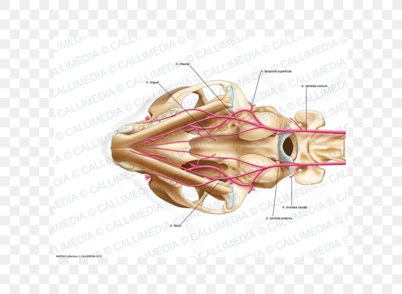 Bone Cat Anatomy Neck Human Body, PNG, 600x600px, Watercolor, Cartoon, Flower, Frame, Heart Download Free