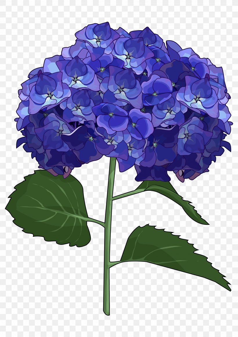 French Hydrangea Cut Flowers Drawing, PNG, 2480x3508px, French Hydrangea, Annual Plant, Blue, Common Sunflower, Cornales Download Free