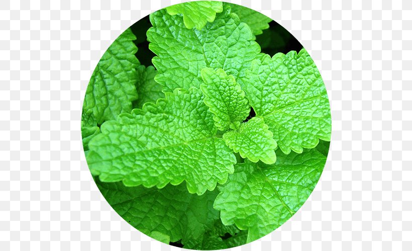 Lemon Balm Officinalis Plant Herb Seed, PNG, 500x500px, Lemon Balm, Extract, Grass, Herb, Herbaceous Plant Download Free