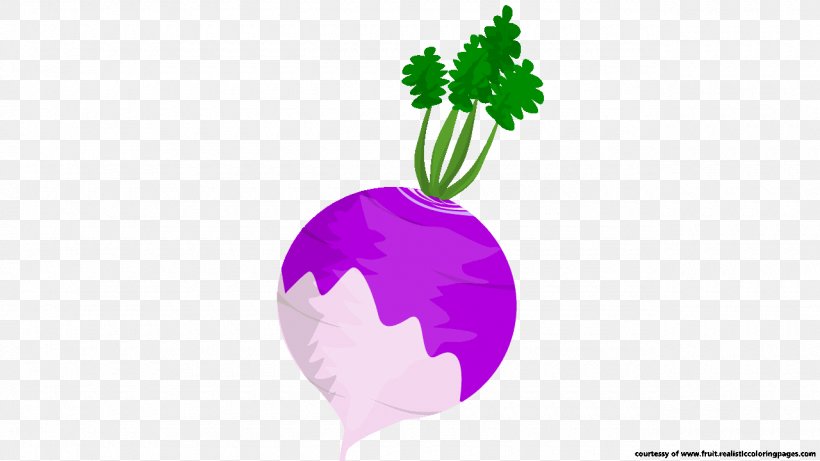 The Turnip Beetroot Food TeachersPayTeachers, PNG, 1280x720px, Turnip, Beetroot, Boiling, Education, Food Download Free