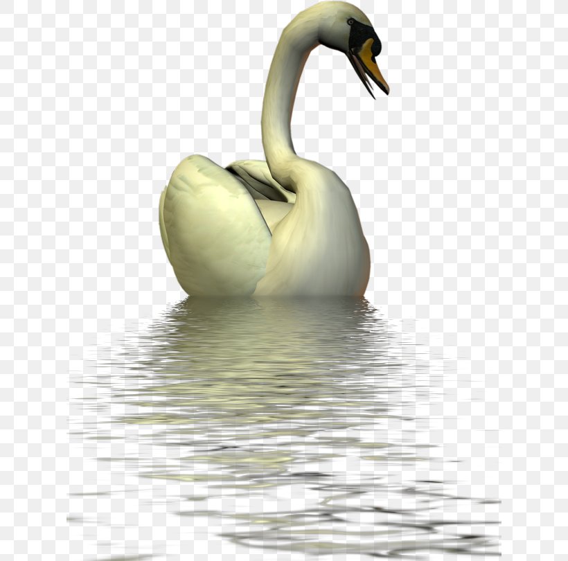 Duck Swan Goose Mute Swan Bird, PNG, 628x810px, Duck, Beak, Bird, Black Swan, Christmas Download Free
