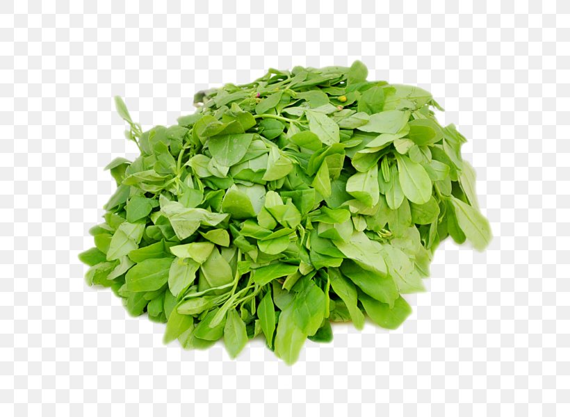 Mesclun Lettuce Leaf Vegetable Arugula, PNG, 600x600px, Mesclun, Arugula, Basil, Brassica Juncea, Endive Download Free