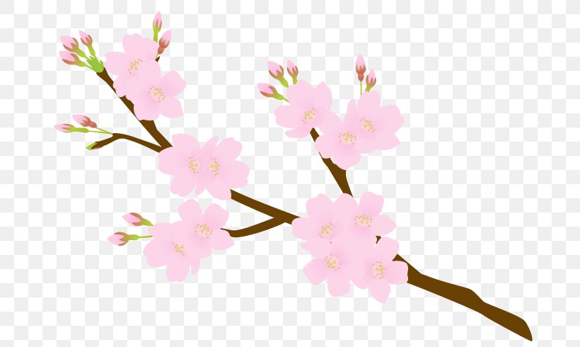 Cherry Blossom Flower Petal Floral Design, PNG, 700x490px, Cherry Blossom, Blossom, Branch, Cherry, Floral Design Download Free