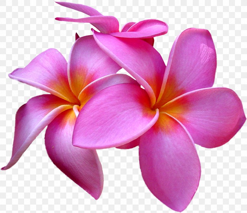 Flower Clip Art, PNG, 1200x1037px, Flower, Cut Flowers, Digital Image, Dots Per Inch, Herbaceous Plant Download Free