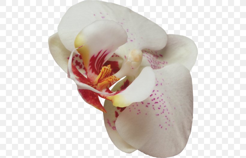 Moth Orchids Rainbow Six Siege Operation Blood Orchid Plant Flower, PNG, 500x527px, Moth Orchids, Cut Flowers, Digital Image, Flower, Flowering Plant Download Free