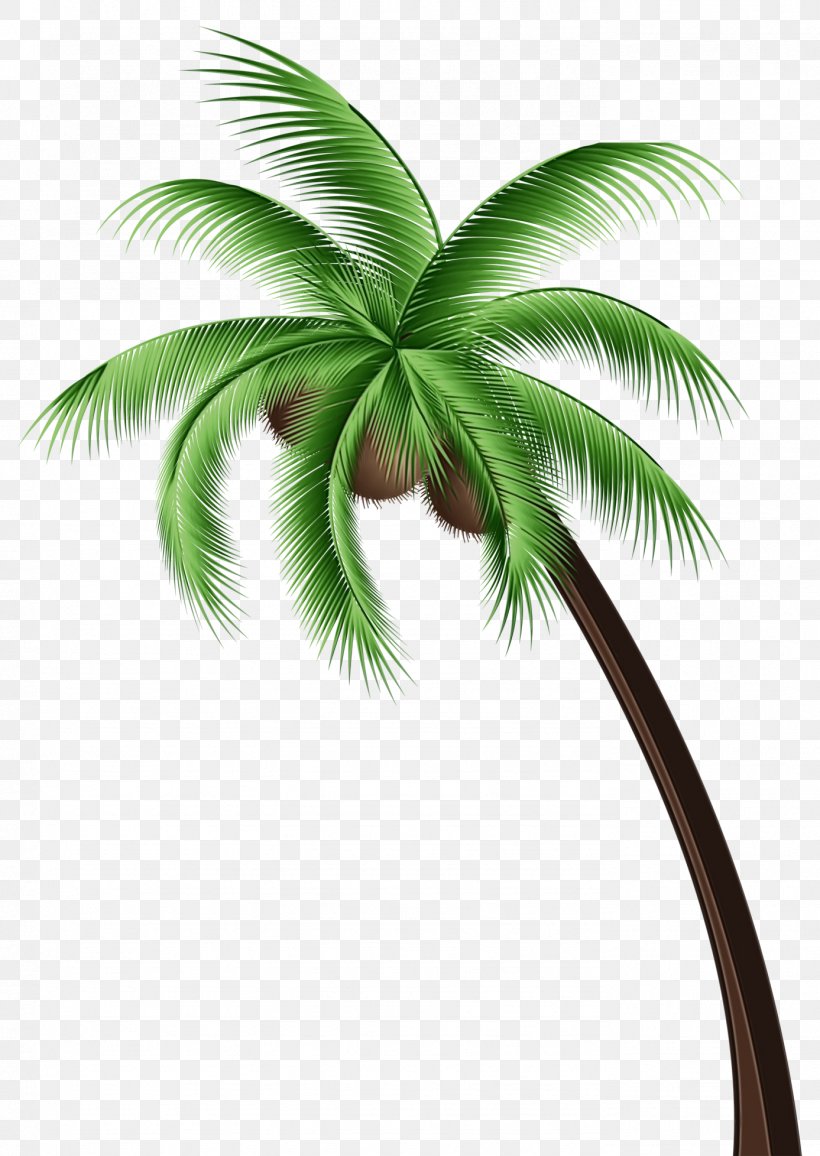 Palm Oil Tree, PNG, 1387x1956px, Coconut, Arecales, Asian Palmyra Palm, Attalea Speciosa, Coconut Oil Download Free