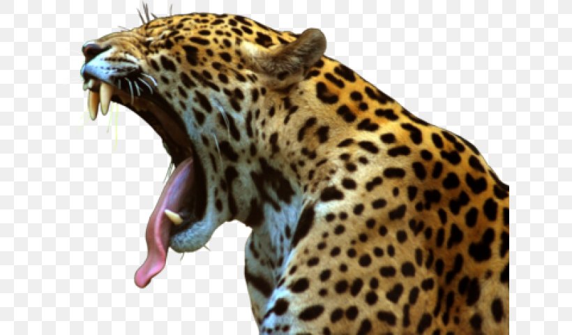 Leopard Jaguar Felidae Lion Cheetah, PNG, 640x480px, Leopard, African Golden Cat, Animal, Big Cat, Big Cats Download Free