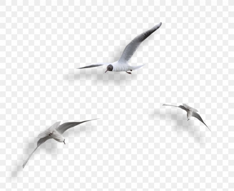Albom Postales Originales/Making Cards Bird Clip Art, PNG, 1024x836px, Albom, Beak, Bird, Bird Migration, Blog Download Free