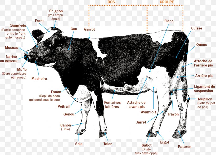 Dairy Cattle Cow Calf Human Anatomy, PNG, 1526x1098px, Dairy Cattle, Advertising, Anatomy, Bovinicoltura, Bull Download Free