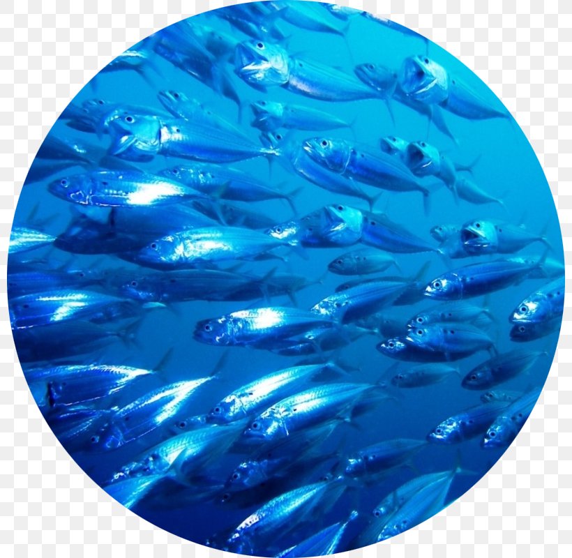 Finpesca S.r.l. Goldfish Oily Fish Sea, PNG, 800x800px, Goldfish, Aqua, Aquarium, Aquariums, Blue Download Free