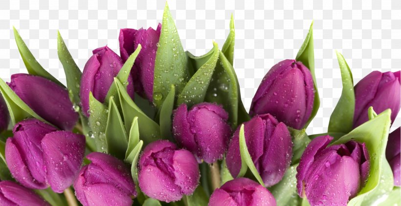 March 8 Flower Bouquet Holiday Tulip International Women's Day, PNG, 2704x1391px, March 8, Ansichtkaart, Birthday, Bud, Crocus Download Free