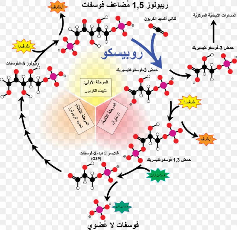 RuBisCO Calvin Cycle Light-independent Reactions Ribulose 1,5-bisphosphate Carbon Dioxide, PNG, 1054x1024px, Watercolor, Cartoon, Flower, Frame, Heart Download Free