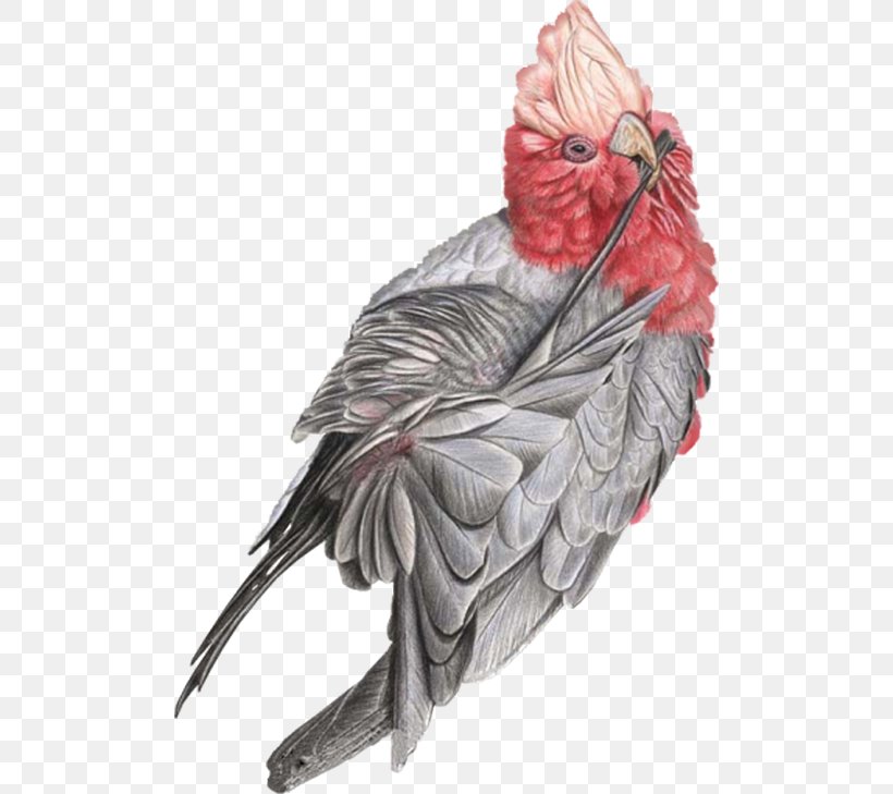 Bird Painting Macaw Clip Art, PNG, 500x729px, Bird, Animal, Beak, Chicken, Chinese Painting Download Free