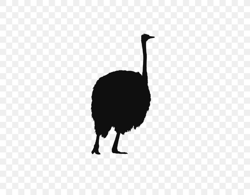 Common Ostrich Vecteur, PNG, 640x640px, Common Ostrich, Animal, Beak, Bird, Black And White Download Free