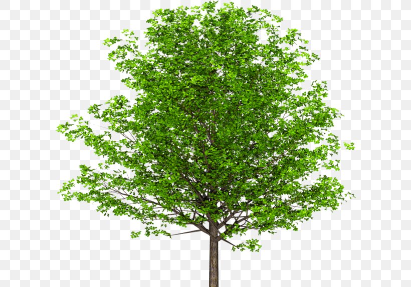 English Walnut Branch Tree, PNG, 600x574px, Walnut, Branch, Butternut, Drawing, English Walnut Download Free