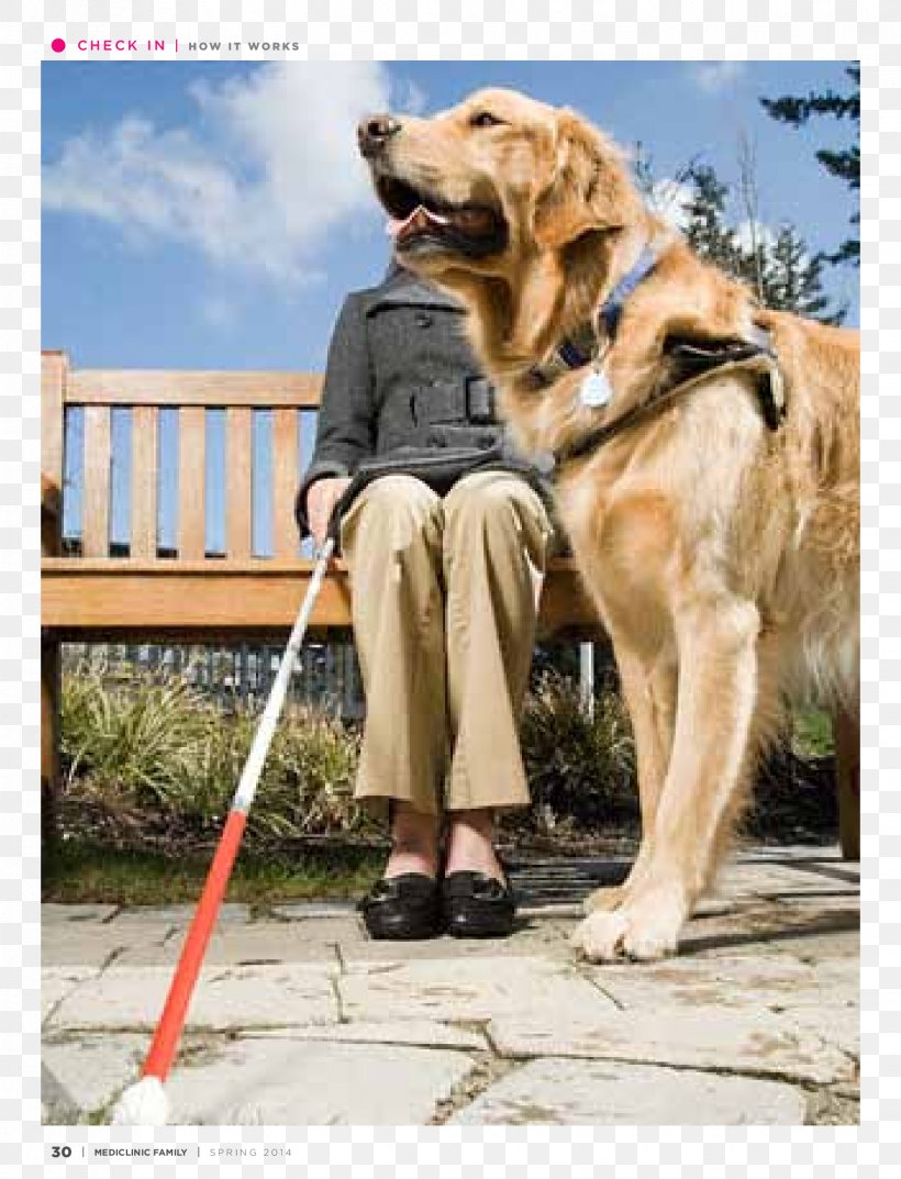 Labrador Retriever Golden Retriever Service Dog Guide Dog Service Animal, PNG, 1654x2165px, Labrador Retriever, Animal, Companion Dog, Disability, Dog Download Free