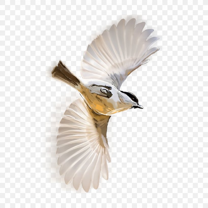 PicsArt Photo Studio Bird Holography Sticker, PNG, 1600x1600px, Picsart Photo Studio, Beak, Bird, Fauna, Feather Download Free