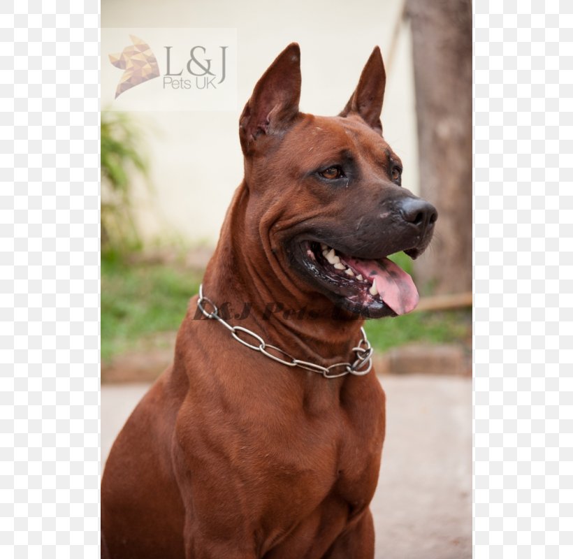 Thai Ridgeback Tosa Dog Breed Rhodesian Ridgeback Dog Collar, PNG, 800x800px, Thai Ridgeback, Animal, Breed, Carnivoran, Choker Download Free
