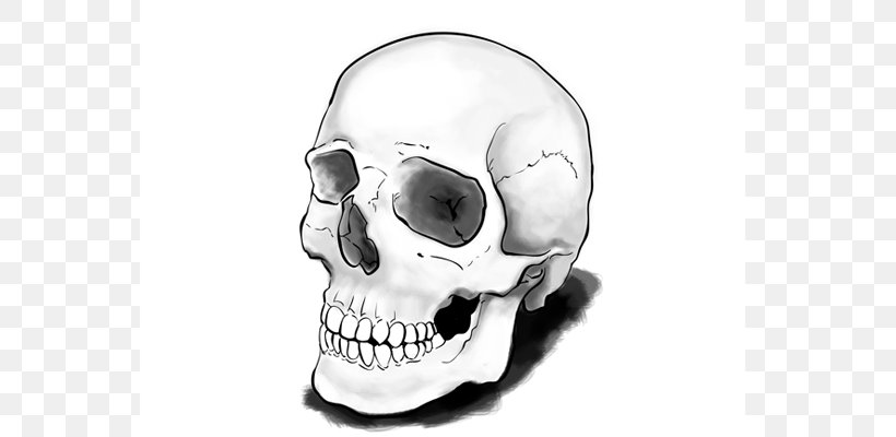 Drawing Skull Calavera Tutorial Art, PNG, 650x400px, Drawing, Art, Black And White, Bone, Calavera Download Free