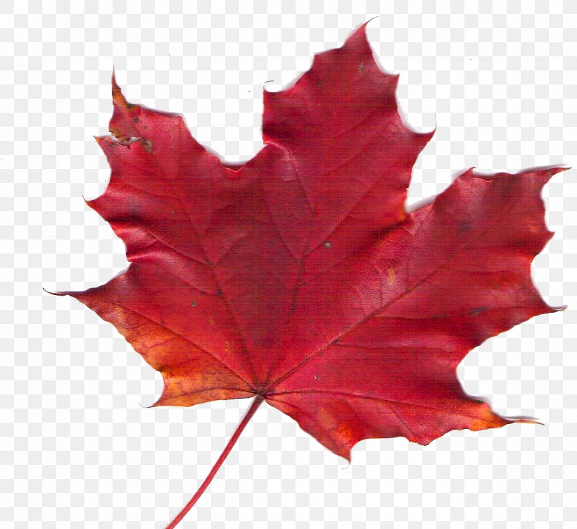 Maple Leaf Autumn Leaf Color Red Maple, PNG, 1187x1088px, Maple Leaf, Autumn Leaf Color, Chlorophyll, Color, Description Download Free