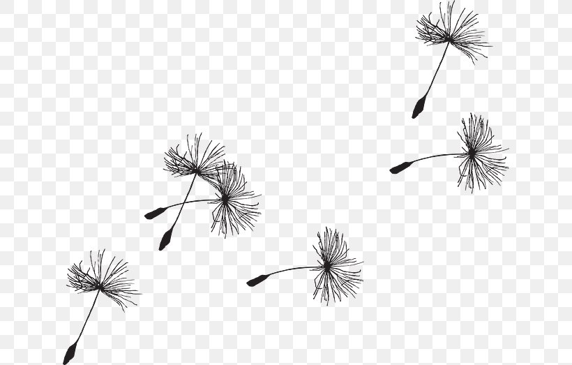Common Dandelion Seed Drawing Clip Art, PNG, 640x523px, Common Dandelion, Black And White, Branch, Dandelion, Drawing Download Free