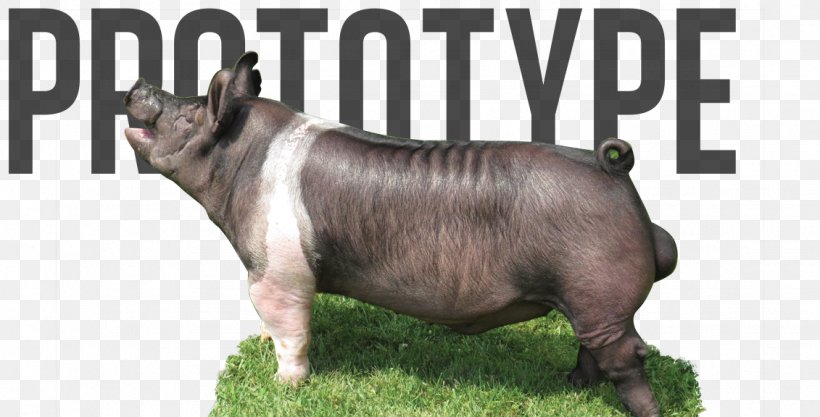 Domestic Pig Electrical Ballast Pedicurepunt-heers Xenon Photography, PNG, 1131x576px, Domestic Pig, Cattle Like Mammal, Dog Breed, Electrical Ballast, Fauna Download Free