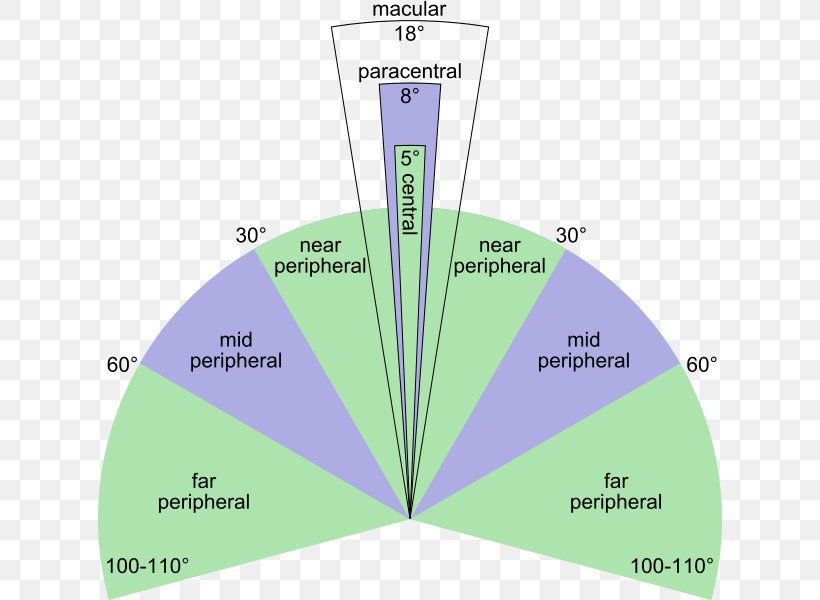 Peripheral Vision Visual Perception Fovea Centralis Eye Retina, PNG, 624x600px, Peripheral Vision, Amblyopia, Color, Diagram, Eye Download Free