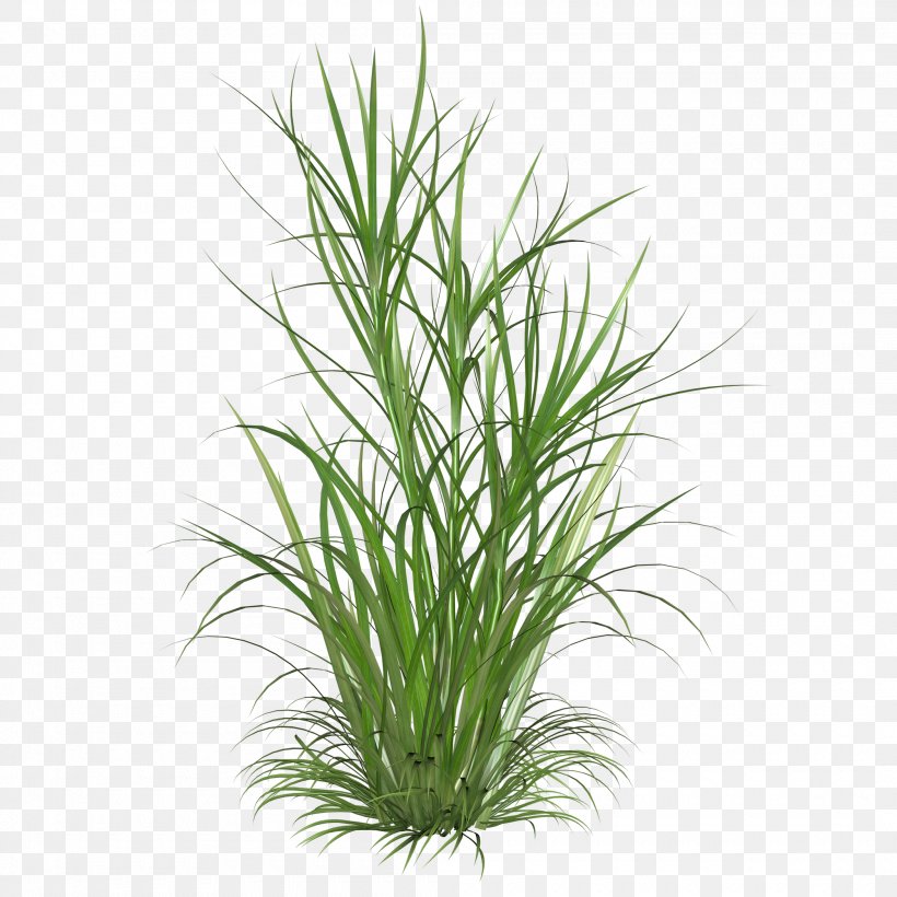 Clip Art Ornamental Grass Grasses Image, PNG, 2100x2100px, Ornamental Grass, Aquarium Decor, Chives, Chrysopogon Zizanioides, Florist Gayfeather Download Free