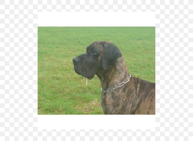 Dog Breed Plott Hound Great Dane Fila Brasileiro Rare Breed (dog), PNG, 800x600px, Dog Breed, Breed, Carnivoran, Crossbreed, Dog Download Free