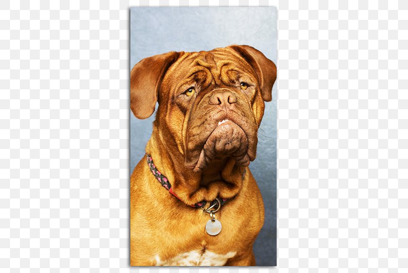 Dogue De Bordeaux English Mastiff Bullmastiff Ca De Bou Boxer, PNG, 485x550px, Dogue De Bordeaux, Animal, Boerboel, Boxer, Bullmastiff Download Free