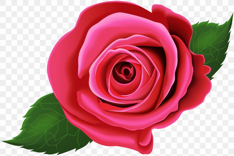 Garden Roses Cabbage Rose Floribunda China Rose Clip Art, PNG, 8000x5329px, Garden Roses, Beach Rose, Cabbage Rose, China Rose, Close Up Download Free